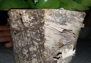 Pomo D’oro Pizzéria & Kávézó Kistelek