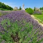 Dörgicsei Levendula Major Dörgicse - Egyéb