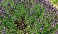 Dörgicsei Levendula Major Dörgicse - 