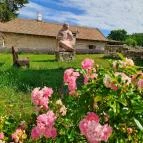 Dörgicsei Levendula Major Dörgicse - Egyéb