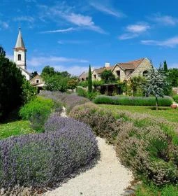 Dörgicsei Levendula Major