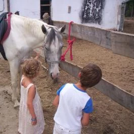 Fenyőharaszt Kastélyszálló Verseg - Szórakozás/Sport