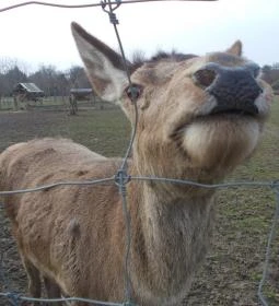 Széchenyi Zsigmond Mezőgazdasági Szakgimnázium & Szakközépiskola Kollégiuma