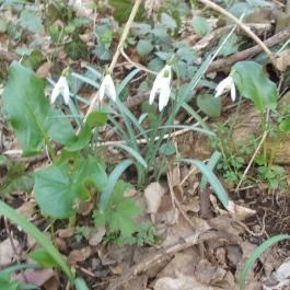 Széchenyi Zsigmond Mezőgazdasági Szakgimnázium & Szakközépiskola Kollégiuma Somogyzsitfa - Egyéb