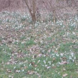 Széchenyi Zsigmond Mezőgazdasági Szakgimnázium & Szakközépiskola Kollégiuma Somogyzsitfa - Környék