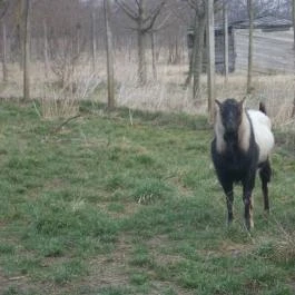 Széchenyi Zsigmond Mezőgazdasági Szakgimnázium & Szakközépiskola Kollégiuma Somogyzsitfa - Szórakozás/Sport