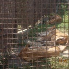 Veszprémi Állatkert Veszprém - Egyéb