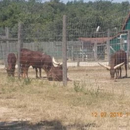 Veszprémi Állatkert Veszprém - Egyéb