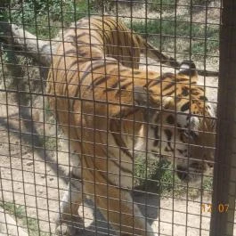 Veszprémi Állatkert Veszprém - Egyéb