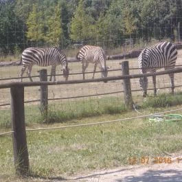 Veszprémi Állatkert Veszprém - Egyéb