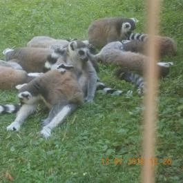 Veszprémi Állatkert Veszprém - Egyéb