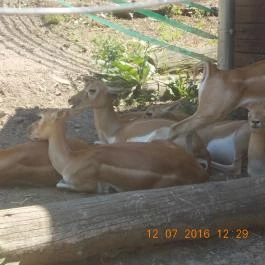 Veszprémi Állatkert Veszprém - Egyéb