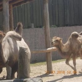 Veszprémi Állatkert Veszprém - Egyéb