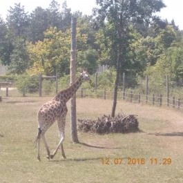 Veszprémi Állatkert Veszprém - Egyéb