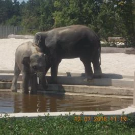 Veszprémi Állatkert Veszprém - Egyéb