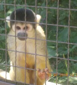 Veszprémi Állatkert