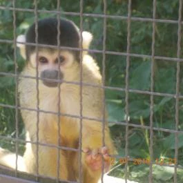 Veszprémi Állatkert Veszprém - Egyéb