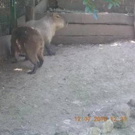 Veszprémi Állatkert Veszprém - Egyéb