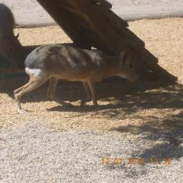 Veszprémi Állatkert Veszprém - Egyéb