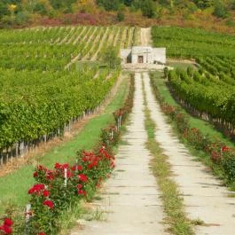 Magita Hotel, Erdőbénye - Környék