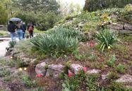 Margitszigeti Japánkert Budapest