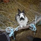 Állatsimogató - Fenyvespuszta Balatonmagyaród - 