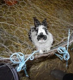 Állatsimogató - Fenyvespuszta