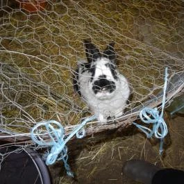 Állatsimogató - Fenyvespuszta Balatonmagyaród - Egyéb