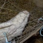 Állatsimogató - Fenyvespuszta Balatonmagyaród - 