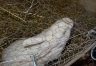 Állatsimogató - Fenyvespuszta Balatonmagyaród