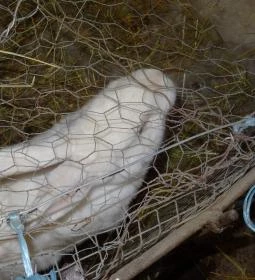 Állatsimogató - Fenyvespuszta