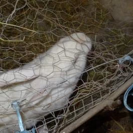 Állatsimogató - Fenyvespuszta Balatonmagyaród - Egyéb