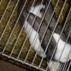 Állatsimogató - Fenyvespuszta Balatonmagyaród - 