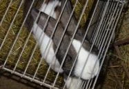 Állatsimogató - Fenyvespuszta Balatonmagyaród