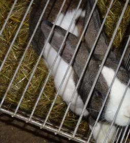 Állatsimogató - Fenyvespuszta