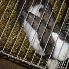 Állatsimogató - Fenyvespuszta Balatonmagyaród - Egyéb