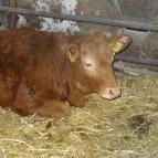 Állatsimogató - Fenyvespuszta Balatonmagyaród - 