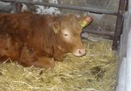 Állatsimogató - Fenyvespuszta Balatonmagyaród