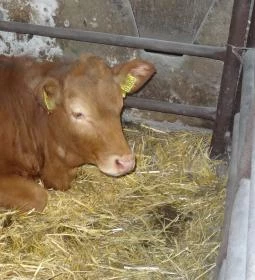 Állatsimogató - Fenyvespuszta