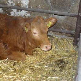 Állatsimogató - Fenyvespuszta Balatonmagyaród - Egyéb