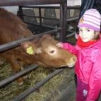 Állatsimogató - Fenyvespuszta Balatonmagyaród - 