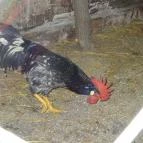 Állatsimogató - Fenyvespuszta Balatonmagyaród - 