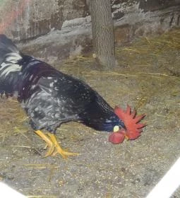 Állatsimogató - Fenyvespuszta