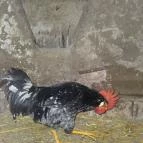 Állatsimogató - Fenyvespuszta Balatonmagyaród - 