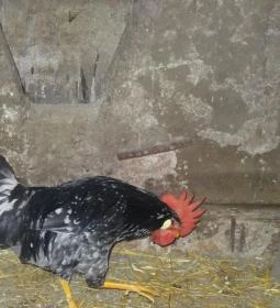 Állatsimogató - Fenyvespuszta