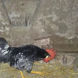 Állatsimogató - Fenyvespuszta Balatonmagyaród - Egyéb