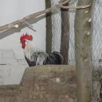 Állatsimogató - Fenyvespuszta Balatonmagyaród - 