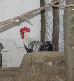 Állatsimogató - Fenyvespuszta