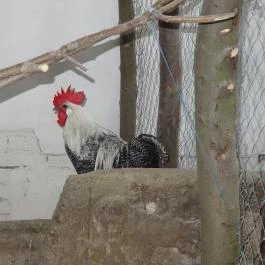 Állatsimogató - Fenyvespuszta Balatonmagyaród - Egyéb