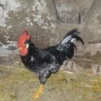 Állatsimogató - Fenyvespuszta Balatonmagyaród - 